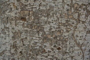 Texture. Tree bark.