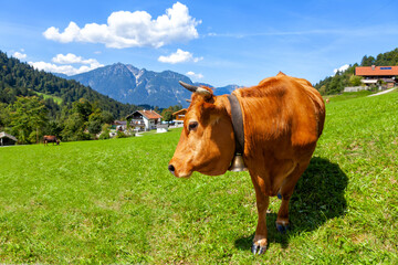 A healthy young cow grazes on a mountain meadow