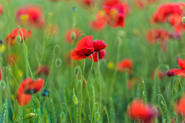 Fototapeta na wymiar red poppies close-up in a field in summer among the green grass
