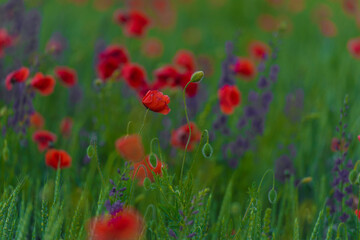 Fototapeta premium field with red poppies and purple flowers
