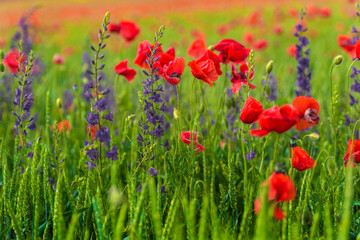 Fototapeta na wymiar field with red poppies and purple flowers