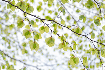 young leaves of a beech tree