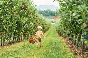 Happy little boy is going to harvest apples in fruit orchard, holding, basket, healthy organic food...