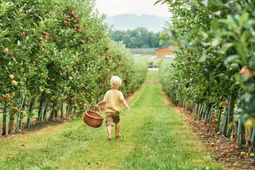 Fotobehang Happy little boy is going to harvest apples in fruit orchard, holding, basket, healthy organic food for children © annanahabed