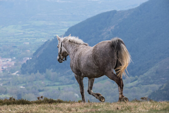 horse trots away