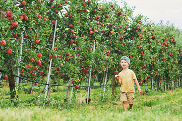 Happy little boy harvesting apples in fruit orchard, organic food for children