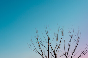 Dry tree branches in the sky before sunset. Old age and death concept.
