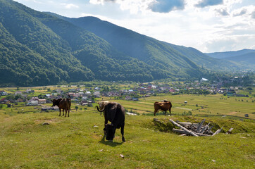 Herd of cows grazing on the green meadow in the summer landscape with Carpathian mountains in background near Kolochava village, Transcarpathia, Ukraine