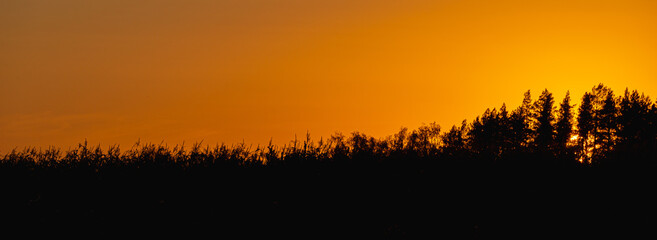 Sunset behind the silhouettes of trees.