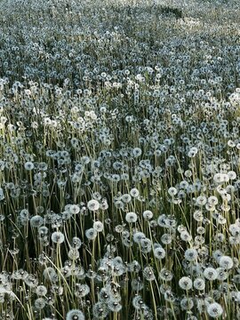 Field of dandelions. Summer/nature concept.