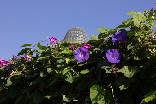 Purple Convolvulus
