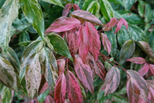 Leucothoe fontanesiana is known by a wide array of common names. Depending on where you live it might be called a Rainbow Leucothoe.