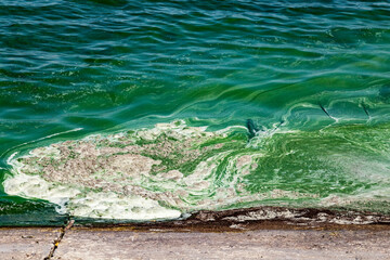 Algal bloom in water of Dnieper river in Ukraine. Green color of water caused by a rapid increase or accumulation of algae. Ecological disaster. Water pollution. Natural green abstract background