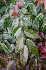 Leucothoe fontanesiana Rainbow (Dog Hobble) is a multi-stemmed, evergreen shrub prized for its gracefully arching red stems clad with glossy, lance-shaped leaves.