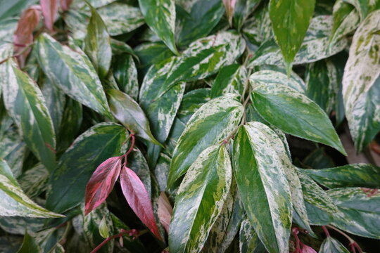 Rainbow Drooping Leucothoe. Gracefully arching, striking red stems with colorful, creamy white and green mottled foliage with scarlet accents.