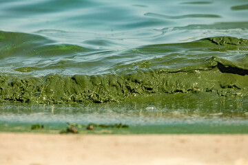Algal bloom in water of Dnieper river in Ukraine. Green color of water caused by a rapid increase or accumulation of algae. Ecological disaster.