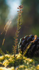 Macro de petits éléments végétaux, dans la forêt des Landes de Gascogne.  La photo a été prise le soir, en période hivernale, pendant le coucher du soleil