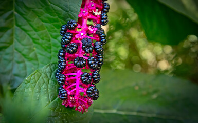 Close-up of Raceme ?? phytolacca acinosa purple black berries also known as pokeweeds, pokebush,...