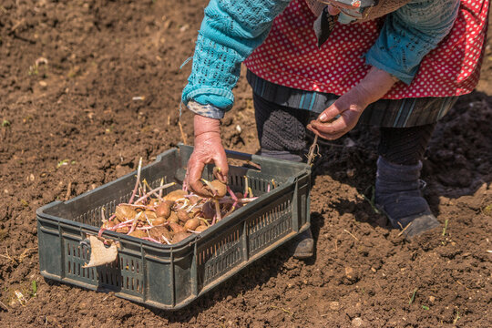 Senior Farmer Potato 