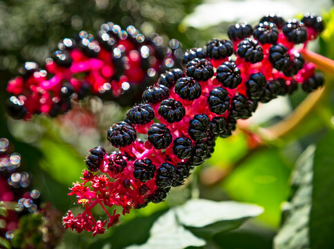 Close-up of Raceme ?? phytolacca acinosa purple black berries also known as pokeweeds, pokebush, pokeberry, pokeroot or poke sallet.