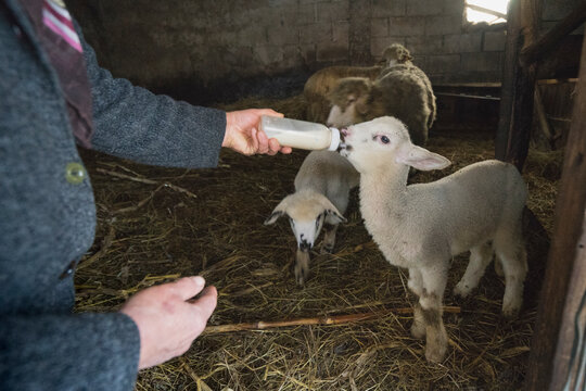Lamb