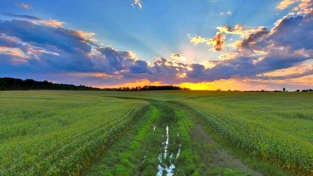 Amazing sunset sky over rural corn fields in the Midwest, dynamic moving aerial perspective.
