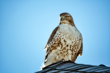 hawk