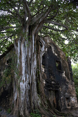 Ruínas da Igreja de Bom Sucesso - A árvore que dá sustentação