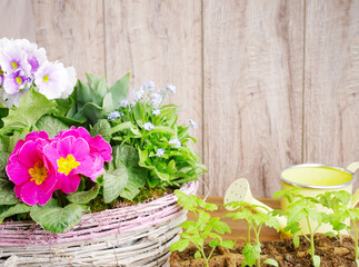 flower and floriculture. Garden seedlings on wooden background. gardening and horticulture banner with copy space. seedlings, watering can and garden tools. border for garden and floristry.