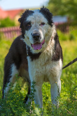 black and white dog Alabai among the grass