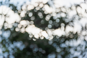 Light through the leaves of the tree theme abstract blur background with bokeh effect.