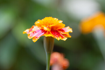 Flowers in a flowerbed like in evening Spain.