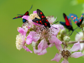 Moths (Zygaena) on a Rosa canina flower