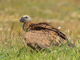 Griffon vulture on the ground (Gyps fulvus) close up