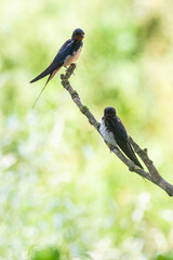 Adult barn swallow (Hirundo rustica) feeding young swallows