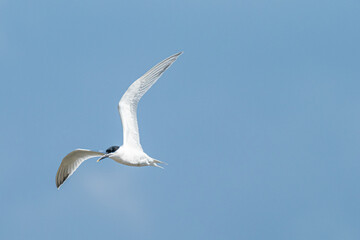 A Sandwich tern (Thalasseus sandvicensis)