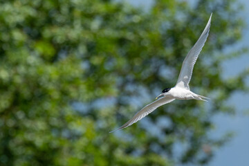 A Sandwich tern (Thalasseus sandvicensis)