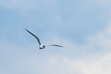 A Sandwich tern (Thalasseus sandvicensis)