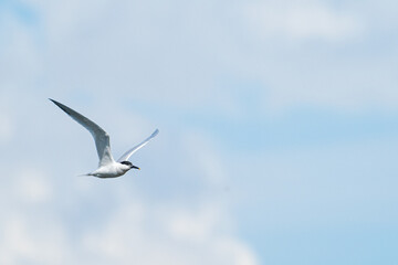 A Sandwich tern (Thalasseus sandvicensis)