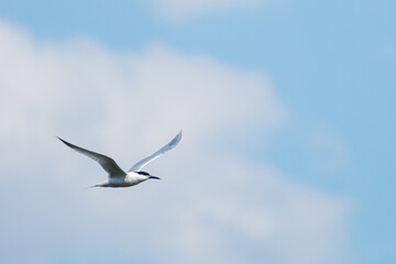A Sandwich tern (Thalasseus sandvicensis)