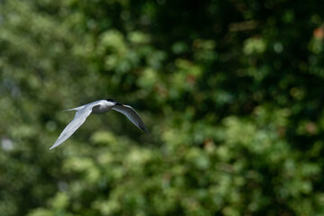 A Sandwich tern (Thalasseus sandvicensis)