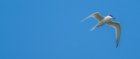 A Sandwich tern (Thalasseus sandvicensis)