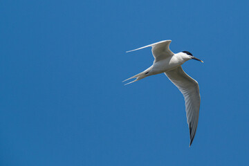 A Sandwich tern (Thalasseus sandvicensis)