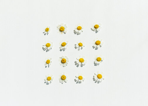 Neatly organized chamomile flowers