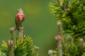 A male linnet (Carduelis cannabina)