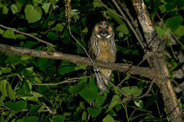 A long eared owl (Asio otus)