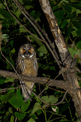 A long eared owl (Asio otus)