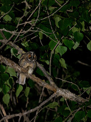 A long eared owl (Asio otus)