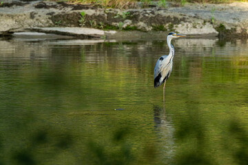 A grey heron (Ardea cinerea) in the river with green reflection