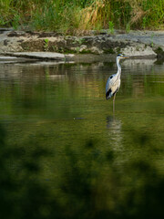 A grey heron (Ardea cinerea) in the river with green reflection